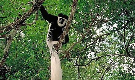 Black-and-white Colobus monkey in Arusha National Park