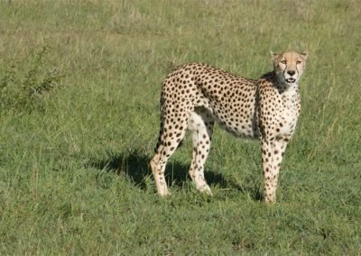 Animals spotted on safari in Tanzania