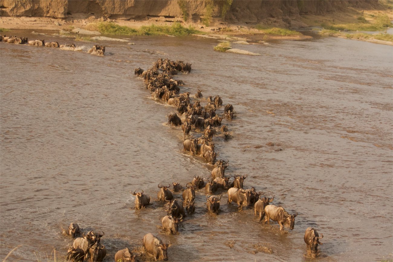 Vast plains of the Serengeti National Park at sunrise
