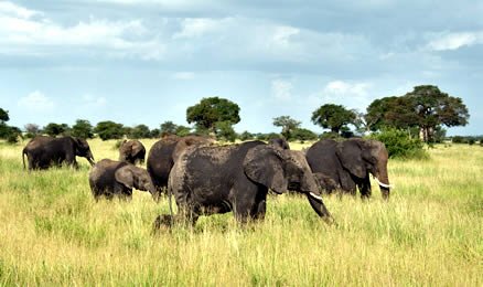 Elephants walking through Tarangire National Park with baobab trees